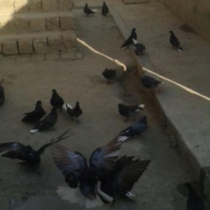 Ag quyruq esenlerden