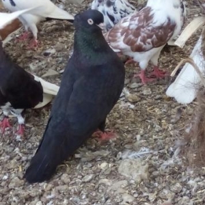 iranski sehtan kekil komuru qsradilar bir cutdu bir ildi mendediler 4