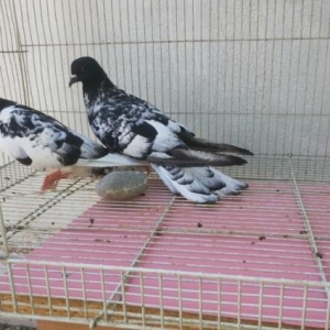 qarabaş xalcali çilpaq eni quyruqlar satilir.