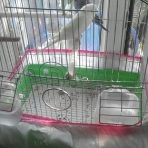 prodayetsa kletka s volnistimi popugay