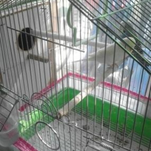 prodayetsa kletka s volnistimi popugay