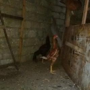 Heyrati 6 Aylig Turetiski