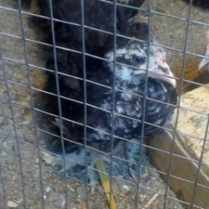 karlik birama balasi ag yaponka fere xoruz yaponka