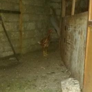 Heyrati 6 Aylig Turetiski