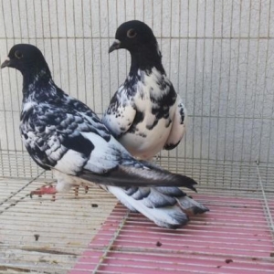 qarabaş xalcalilar satilir bir çüt.