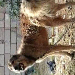 adamcil it dalasmaqi yoxdu