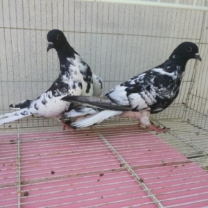 qarabaş xalcalilar satilir bir çüt.