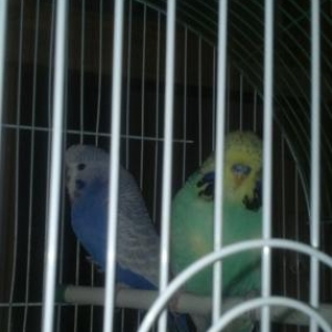 tecili vistivicni papuqay satili