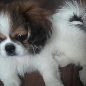 3ayLig pekingese erkeydi,iyneLeri vurulmayib son q
