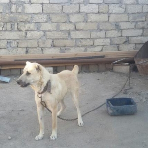 çoban iti davalar da heç bir itə məğlub olmay