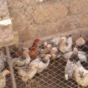 temiz  Kent  cuceleridi  heyetde boyuyen cucelerdi isdeyen vaccapda el