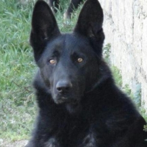 Satilir!1 aylig alman afcarkasi.ciddi wexsler zeng