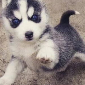 kimse xaski bagiwlamag istiyirse baxa bilmirse bu 