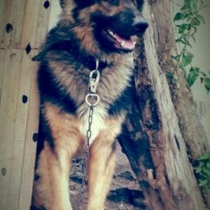 Alman çoban iti (Yevropeka afcarka)Qiymetde biraz