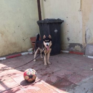 Disidi yasi olmuyub hele cox agilli itdi saxlaya b