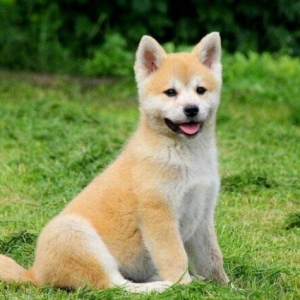 akita itin balasi erkek disi var senedleri qaydasi