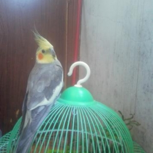 Sultan papuqayidi 1 yas yarimdi ele oyresdirilib  qefesnide ustunde ve