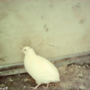 ag bildircinler cutu