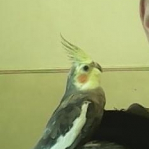 Sultan papuqayidi 1 yas yarimdi ele oyresdirilib  qefesnide ustunde ve