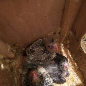 korella balasi ayin 16 si yumurtadan cixib ayin 10u yeme dusecek super