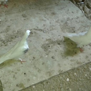 satirir ,hamsi sariquyruq 15 aglar 14 tukdu hamsi mayadi qizg