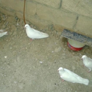 satirir ,hamsi sariquyruq 15 aglar 14 tukdu hamsi mayadi qizg