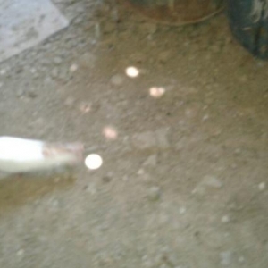 satirir ,hamsi sariquyruq 15 aglar 14 tukdu hamsi mayadi qizg