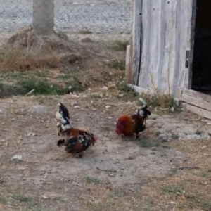 banqif ayaqi leley qush