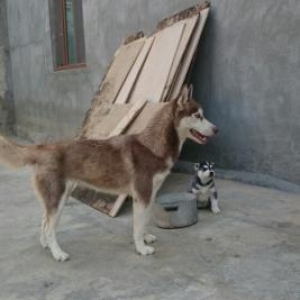 Xaski satiram diwidir 9aylixdi qarninda 40ğünnü