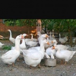 Linda qazlari satiram