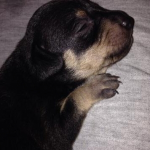 Продам щенков , метисы Той-т