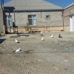 Qus dami ve 20 eded qus