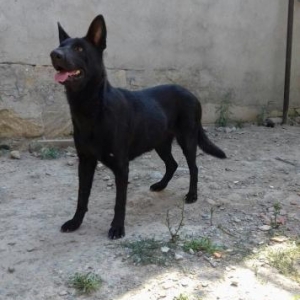 Afcarka dısı 1 yash 4 ay  agıllı ıtdı basha 