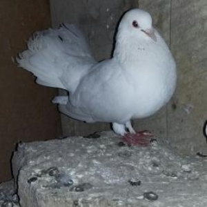 pavilin qariwiqi cutu 15 manata