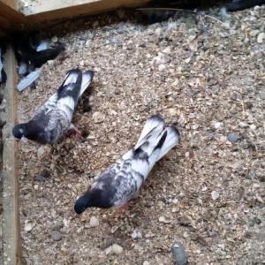 1 cut kuven qara baw ballar satilir enni quyruq  e