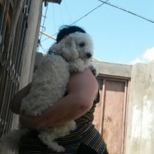 erkey Pucel cute salmaqa diwi Puceli olan olsa ela