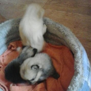 Spic pumeranski senetler var