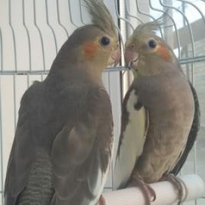 korella satiram, bir cüt erkek dişi, yekə iri q