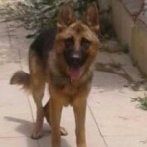 senedle..butun paroda itlerin satisi