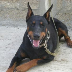 Doberman satiram,  erkekdir .3 yashi var senedleri