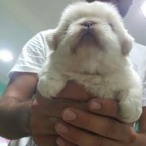 pekinez balasi 32 gunluk erkek giymedde razilasmak