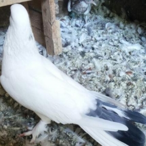 bir çüt eni quyruq 17 18 tük badam leleklår sa