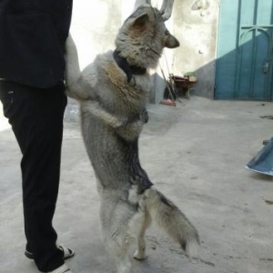 xaski̇ satiram erkəydi̇ dəfələrlə canavarla