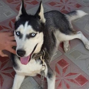 Cute erkey saf qan Xaski lazmdi bizdeki diwi temmi