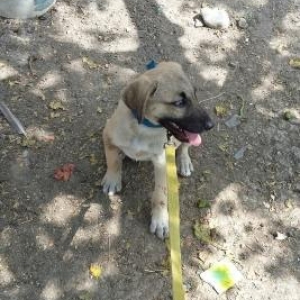 satıram kangal və çoban itinin qarşığıdı v