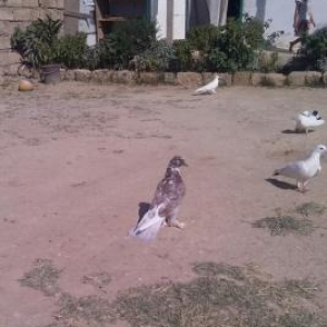 baladi kekillidi ayaqi lelehli 3 dene qusdu enni q