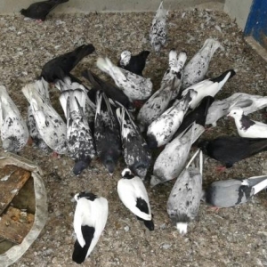 saglam quşlardı toqa satram 25 dənədi