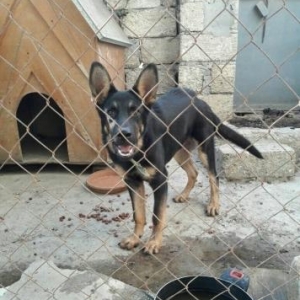 Afcarka satılır. 5 aylıqdır. Erkəkdı çox ya