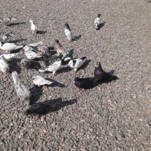 saglam quşlardı toqa satram 25 dənədi