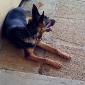 temiz diwi afcarkadi qurd dermani verilib iynesi v